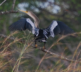 Anhinga